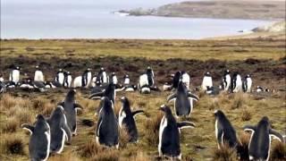 National Anthem of the Falkland Islands -  Song of the Falklands