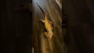 Happy Iguana Smiles When Pet Parent Returns Home Shorts #Iguanas