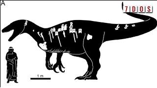 A Giant New Megaraptorid From South America  7 Days of Science