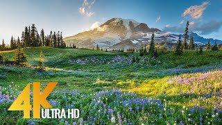 4K Mount Rainier National Park - Nature Relax Video Summer Scenery - 2 HRS