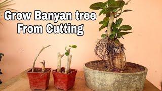 How to grow banyan tree from cutting - 44 days update