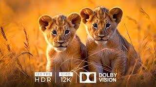 12K HDR 120fps Dolby Vision with Animal Sounds Baby Animals