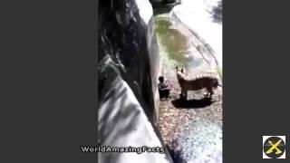 Tigre blanco se come a un hombre  en un zoo de la india