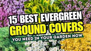  NO MORE BARE SPOTS Top 15 BEST Evergreen Ground Cover Plants You NEED in Your Garden Now  