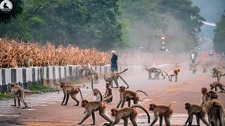 Los Monos Salvajes África ¿Cómo Tratar Los Agricultores Y Cazadores A Millones De Monos Salvajes?