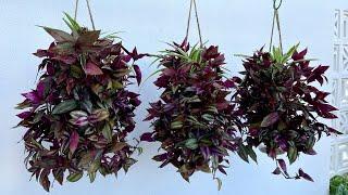 Recycle plastic bottles into fancy hanging pots a simple way to refresh your garden