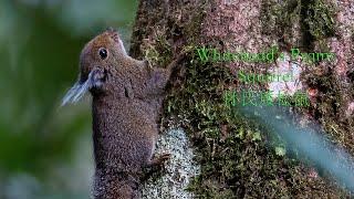Borneo endemic found at KNP... Whitehead’s Pygmy Squirrel 怀氏矮松鼠 懷氏矮松鼠