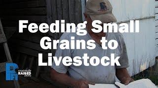 Feeding Small Grains to Livestock