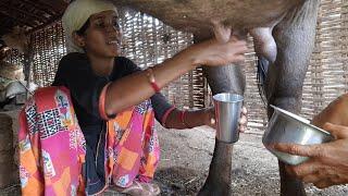 Indian village style  buffalo milking    गांव में दूध निकाल ने की शैली The Indian village beauty