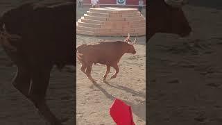 pascua taurina de Onda toro capón