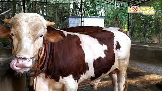 REVIEW SI SIMMENTAL MALBORO KANDANG HENDRA MKM