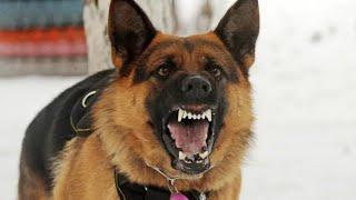 Dog Barking  Dog Barking Sound Effect  कुत्ता की आवाज  Kutte Ki Awaaz