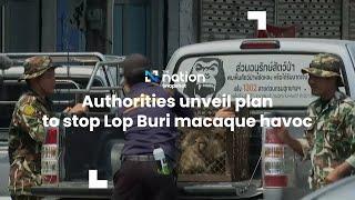 Authorities unveil plan to stop Lop Buri macaque havoc  The Nation
