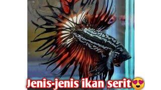 Tik Tok ikan cupang #shorts #shortvideo