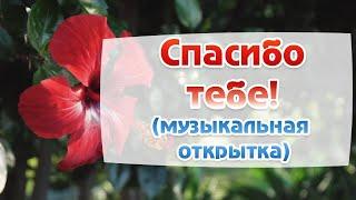 Спасибо Благодарю тебя Самые красивые пожелания. Музыкальная открытка.