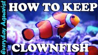 Keeping Nemo How To Care For Clownfish In An Aquarium