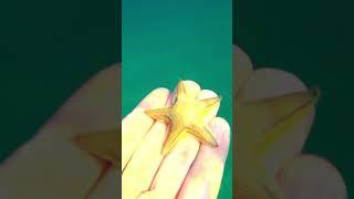 Sea creatures #subscribe #shortsviral #shortsviral #animals