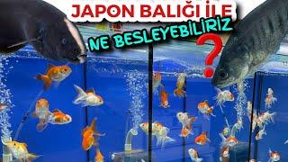 JAPON BALIĞI HANGİ BALIK YAŞAR akvaryum balıkları