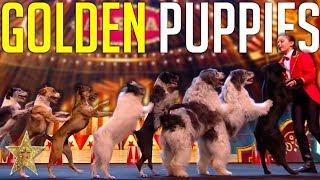 GOLDEN BUZZER Audition Is Crowned The BEST DOG ACT EVER By Simon Cowell  Got Talent Global