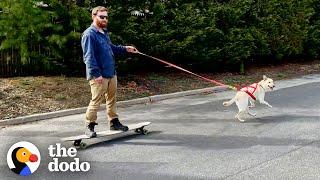 Dog Loves Taking Her Dad For a Ride  The Dodo