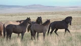Free Stock Video - Wild horses mating amongst herd