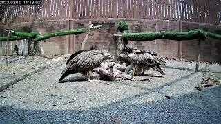 Rehabilitation of Himalayan vultures and Cinereous vulture