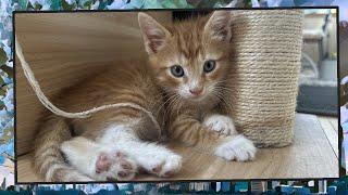 Foster Kitten Livestream S9 E22 - June 13 2024