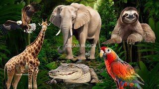 Wild Animal Sounds In Peaceful Elephant Giraffe Sloth Parrot  Music For Relax