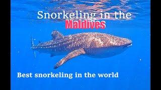 4K  MALDIVES BEST SNORKELING IN THE WORLD  Swimming with Sharks  Budget Travelling  2023