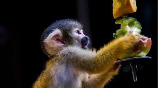 Squirrel Monkey Sound  Squirrel Monkey Squeals  Squirrel Monkey Noises  Squirrel Monkey Chirps