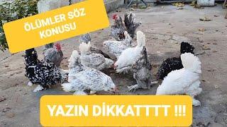 TAVUKLARDA YAZIN DİKKAT EDİLECEKLER ÇOK ÖNEMLİ BİLGİLER