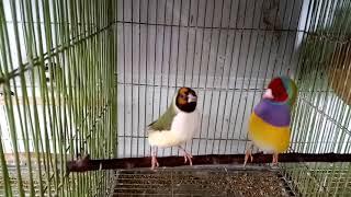 Gouldian Finch SingingDance