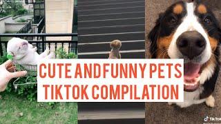 Pets are adorable and stress reliever TikTok Compilation