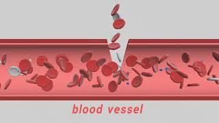 BloodSTOP iX Advanced Hemostat with WoundHEAL®️ Mechanism of Action - Animation