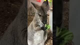 Wallaby ASMR