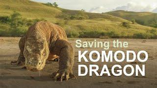Saving the worlds largest lizard  Chester Zoo  Komodo dragon conservation