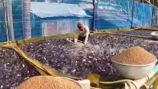Budidaya ribuan ikan lele