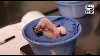 5 Day Old Eagle Owl Chick Feeding - Cincinnati Zoo