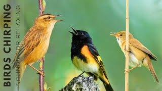 Birds Singing Without Music - 24 Hours Relaxing Bird Singing Relieving Stress and Anxiety