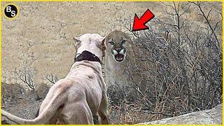 The Puma Didnt Expect to Encounter This Dog   - Dogo Argentino