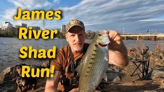 1st James River Shad  Shad Fishing the James in Richmond