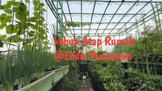 Ke Kebun Atap Rumah  Panen Sayur Dan Buah Tanam di Pot@EndaiPurnawan