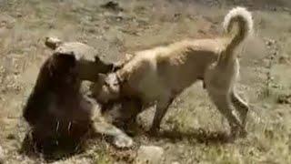 Kangal Dog Fend off Bear  Livestock Guardian dog in Action