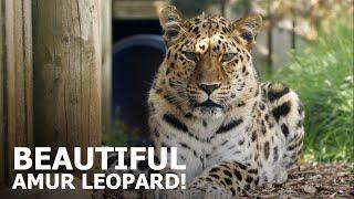 Meet a BEAUTIFUL Amur leopard - The Big Cat Sanctuary
