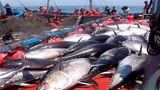 Everyone should watch this Fishermens video - Catch Hundreds Tons of Giant Bluefin Tuna Fish