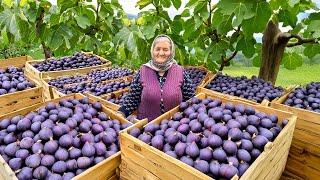 Grandma Ulduzs Life Making Lots of Fig Jam and Cake in a Remote Village