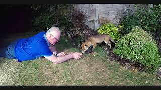 Friendly wild urban fox comes to be fed #3
