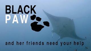 Black Paw And Her Friends Need Your Help