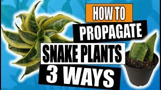 Snake Plant Propagation Sansevieria 3 Ways to Propagate