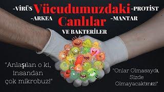 Vücudumuzdaki Canlılar İnsan Mıyız? Yoksa Mikrop Mu? Virüs Bakteri Mantar Arkea ve Protistler